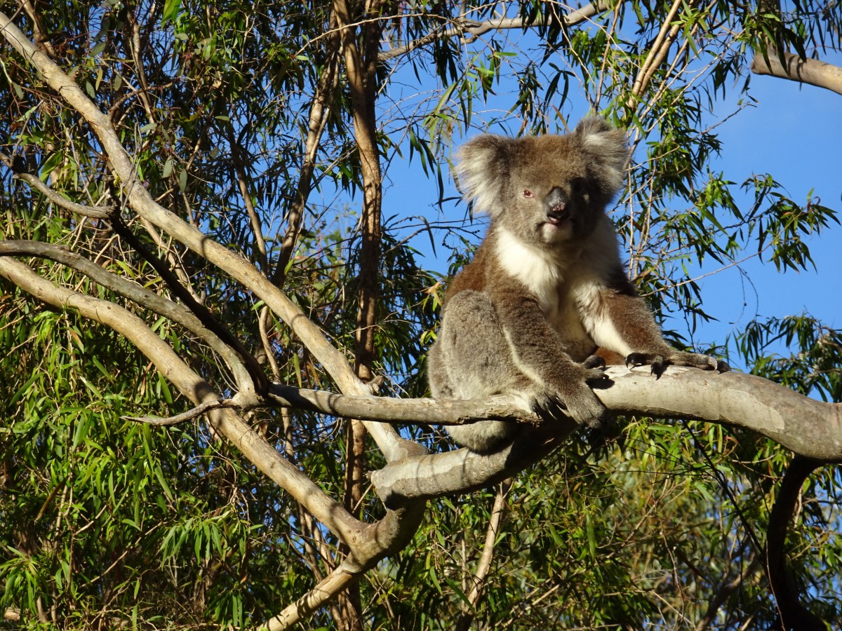 A koala sitting leisurely on a branch of a eucalyptus tree, known colloquially in Australia as gum tree